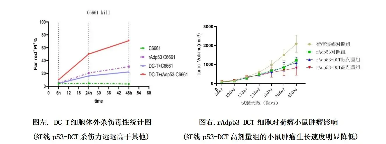p53-DCT: original laboratory and animal study charts